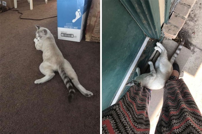 Фотография: 40 случаев, когда коты забрели в дом к людям и решили остаться №24 - BigPicture.ru