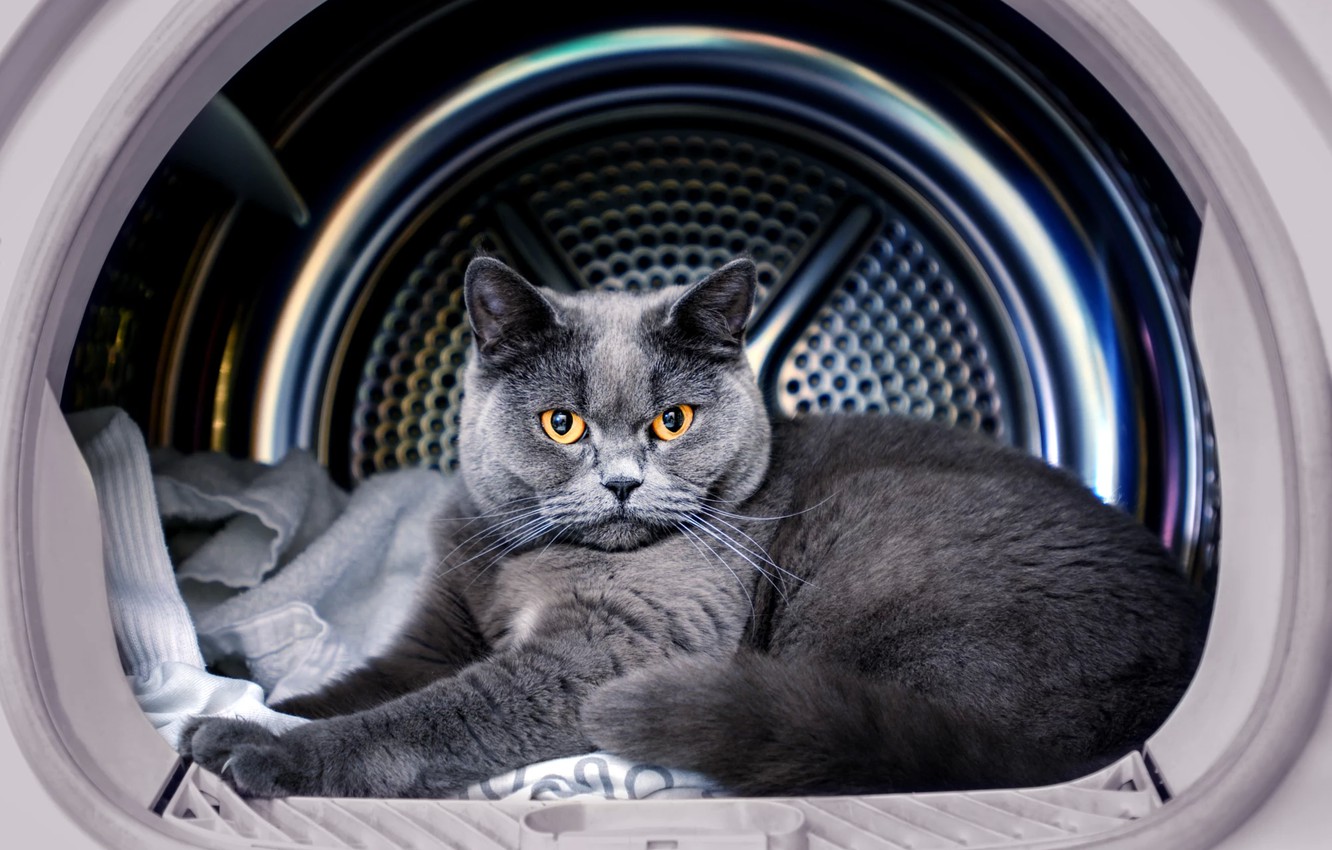 Фотография: Использовал три жизни из девяти: кот провел 12 ужасных минут в стиралке №1 - BigPicture.ru