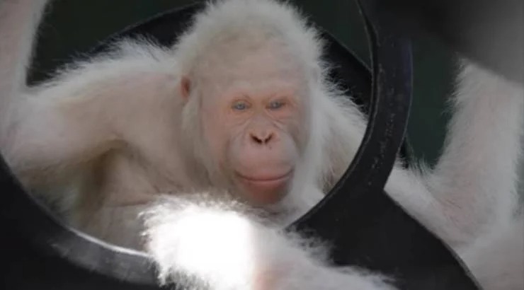 Альба &mdash; единственный в мире орангутанг-альбинос