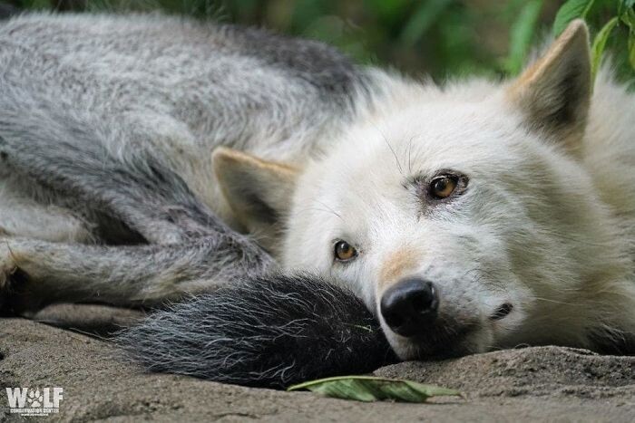 Фотография: Как ведут себя самые ленивые волки в мире №6 - BigPicture.ru
