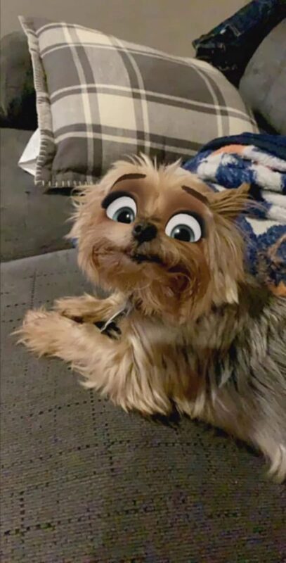 Фотография: Snapchat добавил новый фильтр Cartoon Face, который делает собак похожими на персонажей Диснея №8 - BigPicture.ru