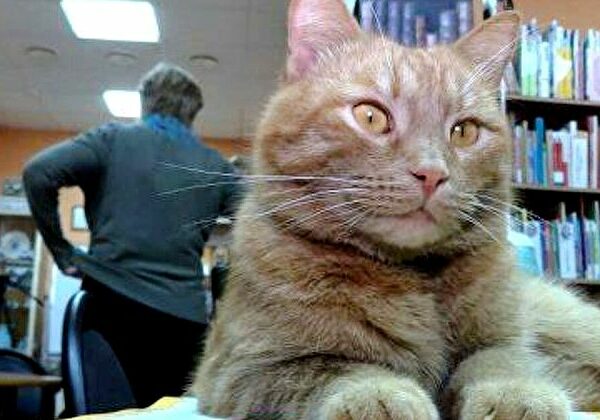 В Тверской области живодер убил единственного в России кота-библиотекаря