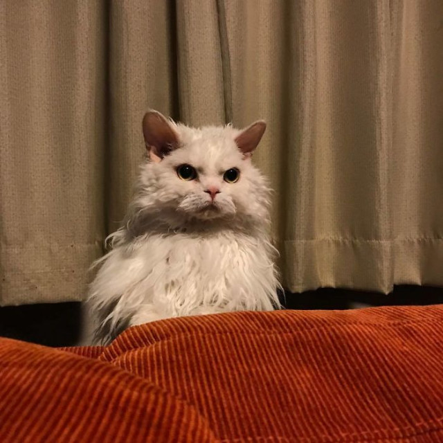Фотография: Почему кошка Чирико из Японии всегда выглядит недовольной №15 - BigPicture.ru