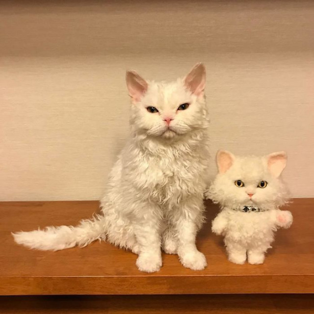 Фотография: Почему кошка Чирико из Японии всегда выглядит недовольной №10 - BigPicture.ru