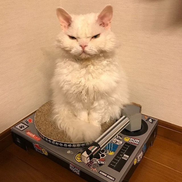 Фотография: Почему кошка Чирико из Японии всегда выглядит недовольной №2 - BigPicture.ru