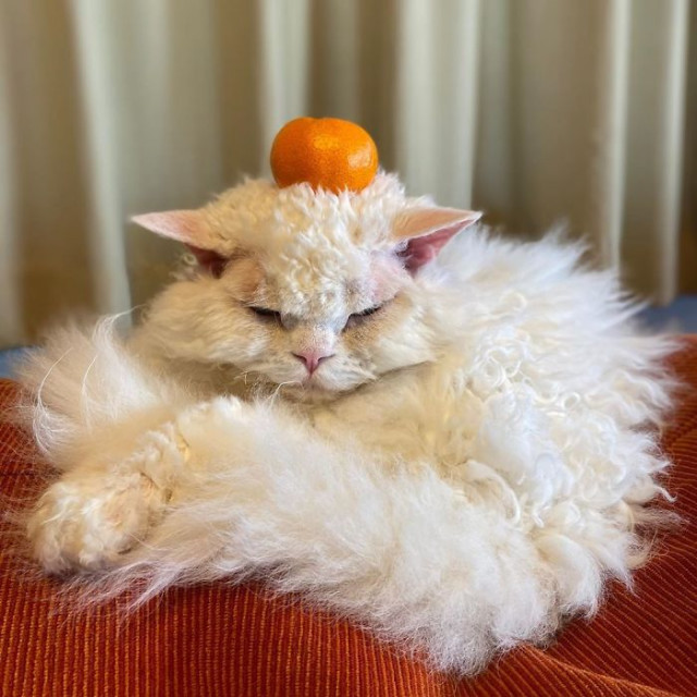 Фотография: Почему кошка Чирико из Японии всегда выглядит недовольной №20 - BigPicture.ru