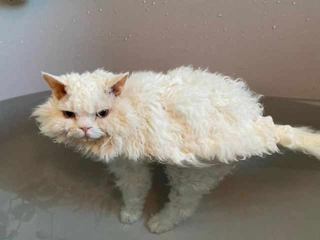 Фотография: Почему кошка Чирико из Японии всегда выглядит недовольной №17 - BigPicture.ru