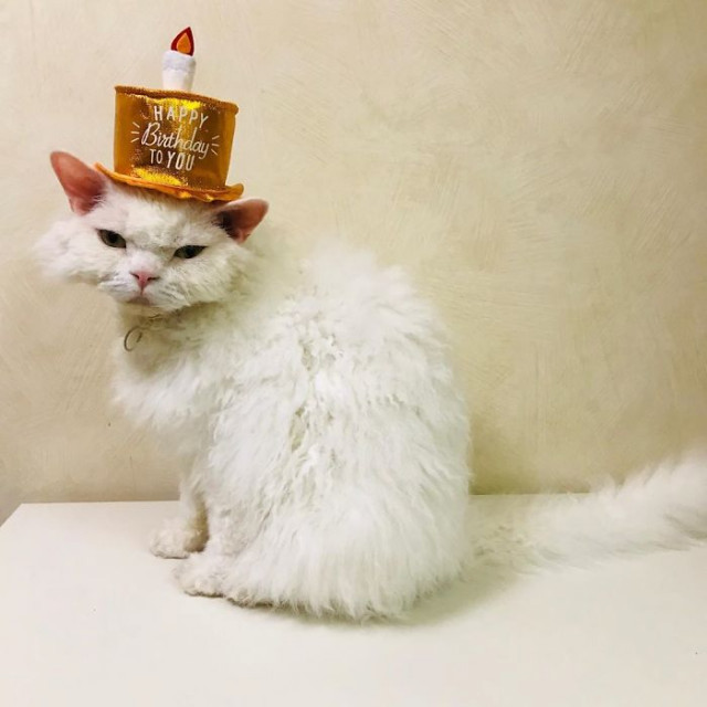 Фотография: Почему кошка Чирико из Японии всегда выглядит недовольной №11 - BigPicture.ru