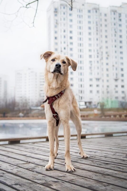 Фотография: Собаки и кошки в поисках дома №3 - BigPicture.ru