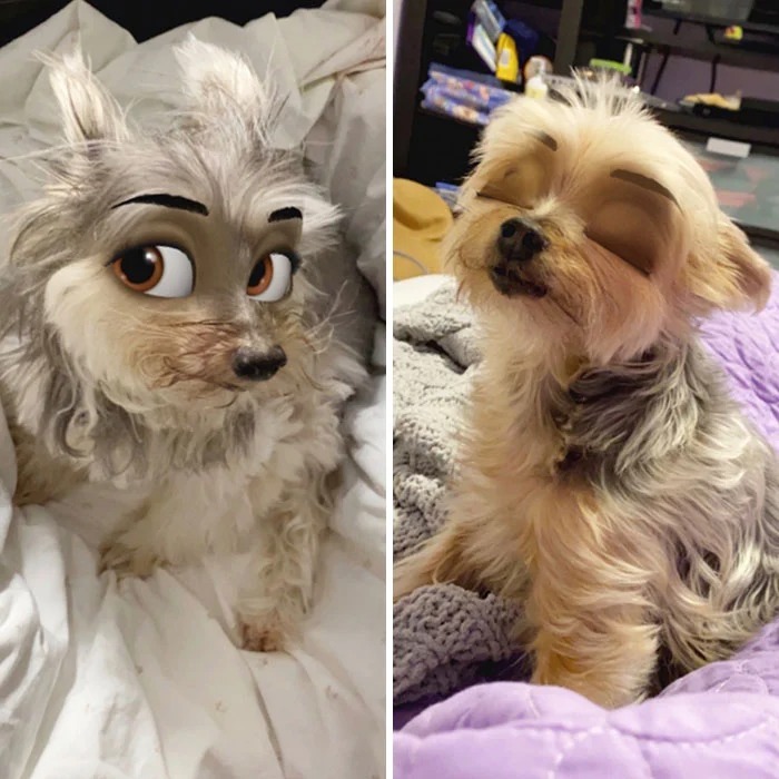 Фотография: Snapchat добавил новый фильтр Cartoon Face, который делает собак похожими на персонажей Диснея №6 - BigPicture.ru