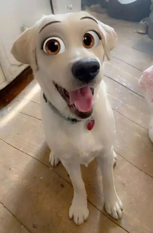 Фотография: Snapchat добавил новый фильтр Cartoon Face, который делает собак похожими на персонажей Диснея №3 - BigPicture.ru