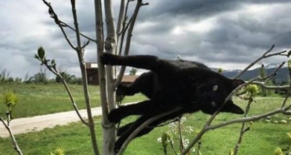 Притяженья больше нет: 30 котиков, которые плевать хотели на законы физики