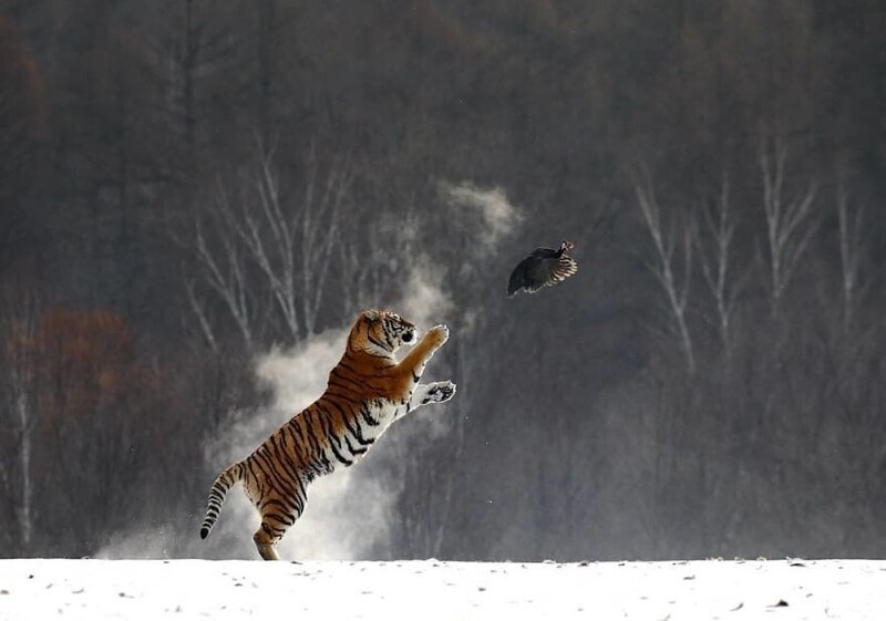 Фотография: Впечатляющие работы фотографа дикой природы Андрея Гудкова №37 - BigPicture.ru