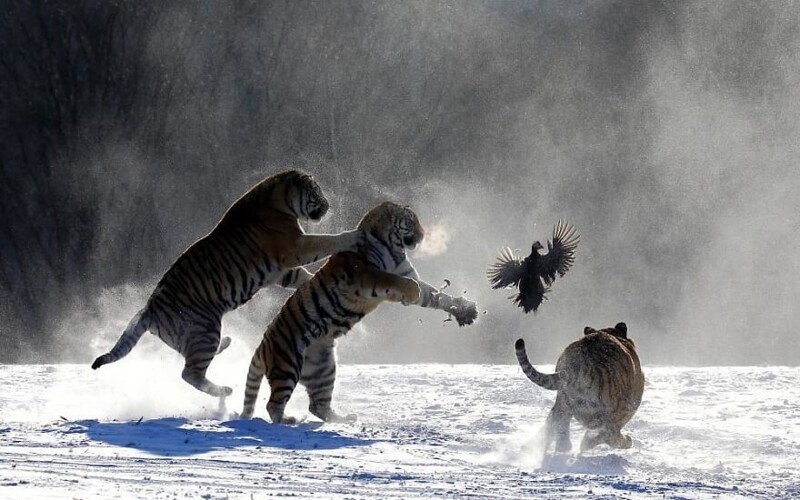 Фотография: Впечатляющие работы фотографа дикой природы Андрея Гудкова №8 - BigPicture.ru