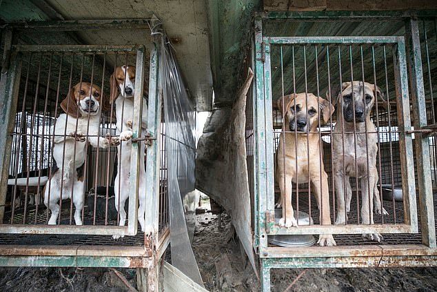 Фотография: Подтвердился ли слух о конфискации домашних собак в Северной Корее? №3 - BigPicture.ru