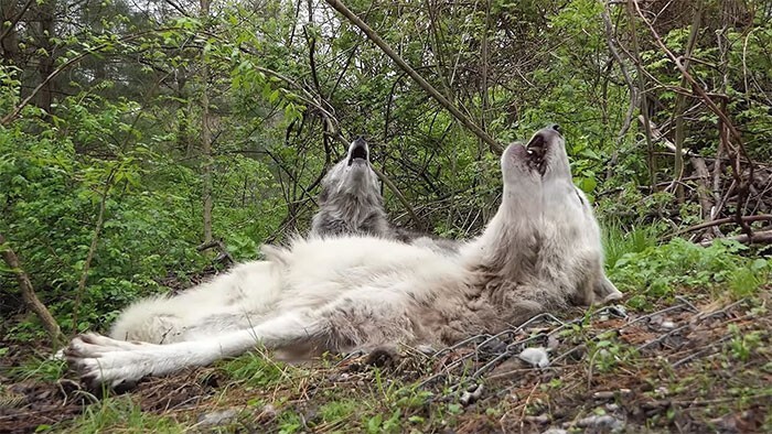 Фотография: Как ведут себя самые ленивые волки в мире №2 - BigPicture.ru