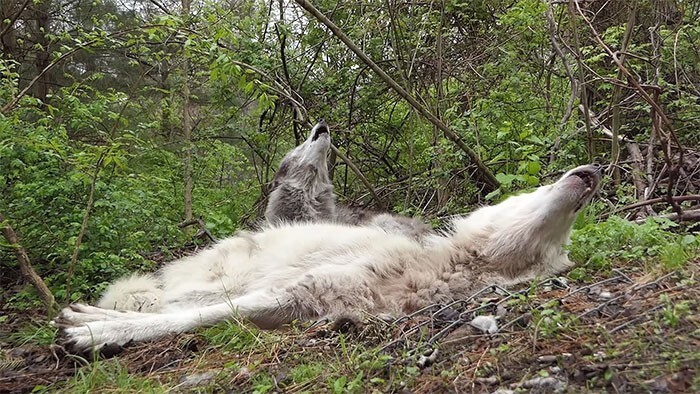 Фотография: Как ведут себя самые ленивые волки в мире №5 - BigPicture.ru