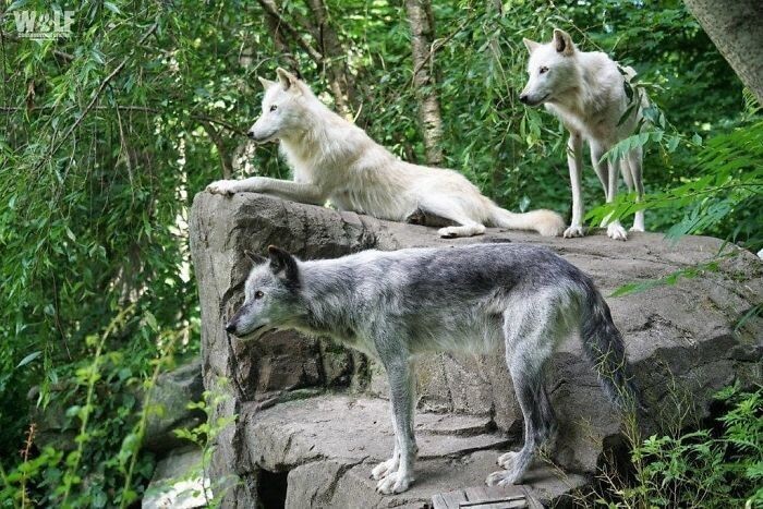 Фотография: Как ведут себя самые ленивые волки в мире №7 - BigPicture.ru