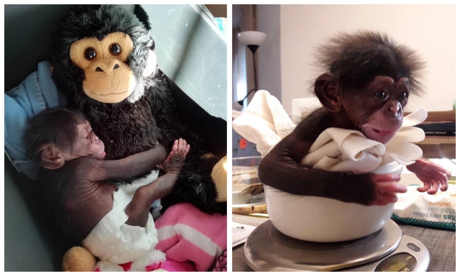 Фотография: Мягкая игрушка заменила маленькому шимпанзе мать, когда настоящая его бросила №1 - BigPicture.ru
