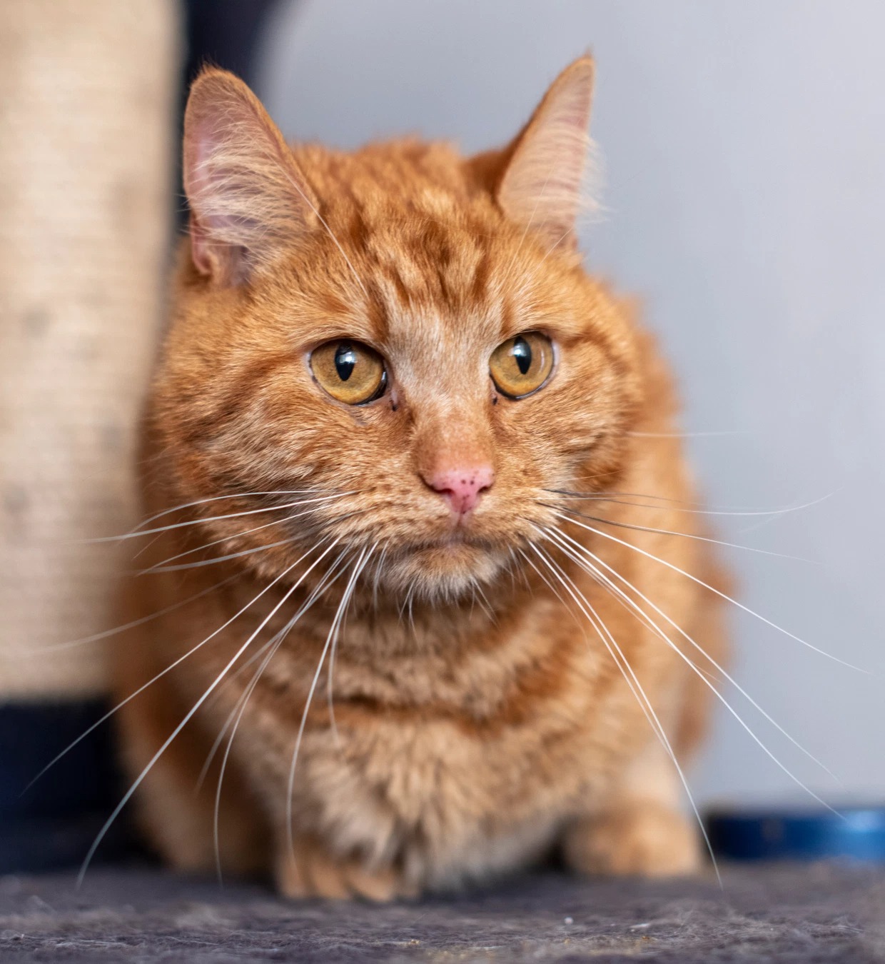 Фотография: Как рыжий кот Гарфильд вернулся домой к старым хозяевам, которые хотели от него избавиться №4 - BigPicture.ru