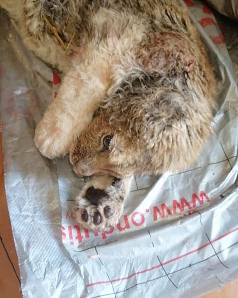 Фотография: Как спасали львенка Симбу, которому хозяева сломали лапы, чтобы он фотографировался с туристами №3 - BigPicture.ru