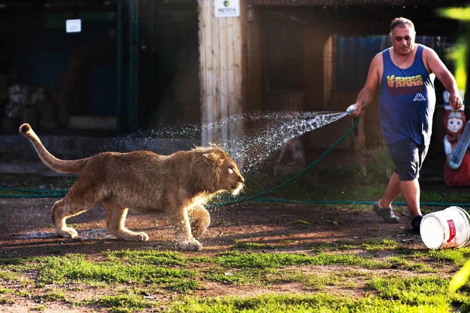 Фотография: Как спасали львенка Симбу, которому хозяева сломали лапы, чтобы он фотографировался с туристами №5 - BigPicture.ru