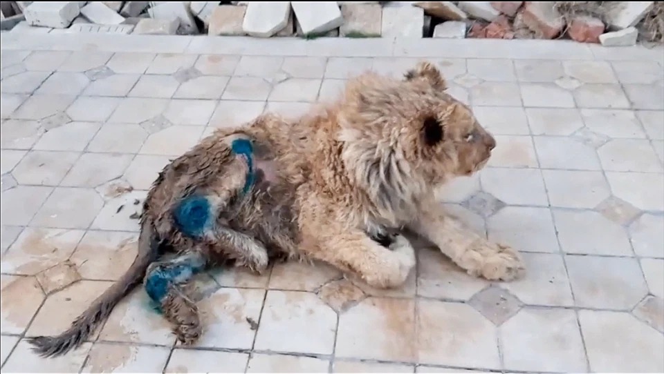 Фотография: Как спасали львенка Симбу, которому хозяева сломали лапы, чтобы он фотографировался с туристами №2 - BigPicture.ru