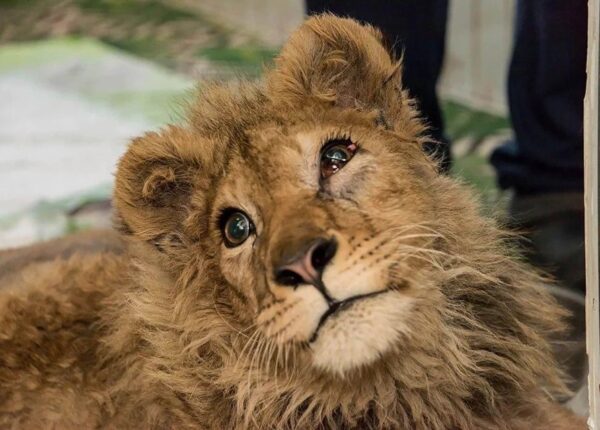 Как спасали львенка Симбу, которому хозяева сломали лапы, чтобы он фотографировался с туристами