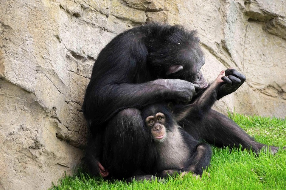 Фотография: Мягкая игрушка заменила маленькому шимпанзе мать, когда настоящая его бросила №4 - BigPicture.ru
