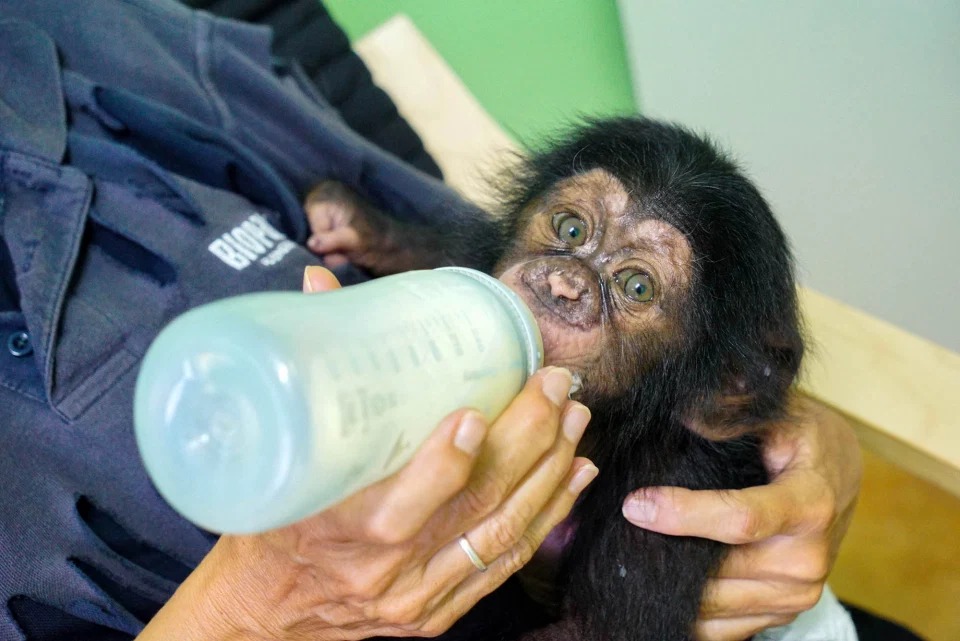 Фотография: Мягкая игрушка заменила маленькому шимпанзе мать, когда настоящая его бросила №2 - BigPicture.ru