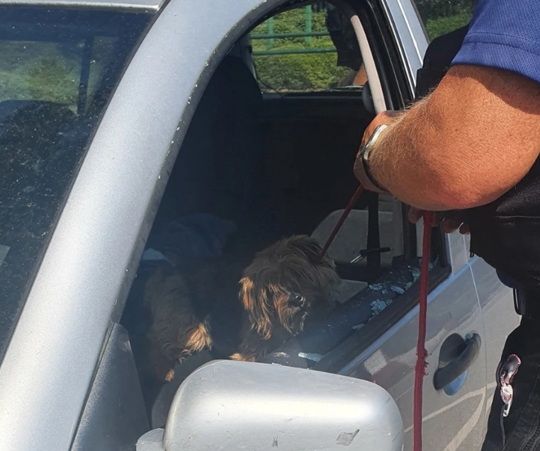 Фотография: Британец разбил топором чужой автомобиль, чтобы спасти собаку №4 - BigPicture.ru
