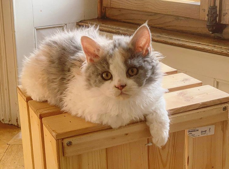 Фотография: Кудрявые котята, похожие на плюшевые игрушки, не оставляют равнодушными никого №6 - BigPicture.ru