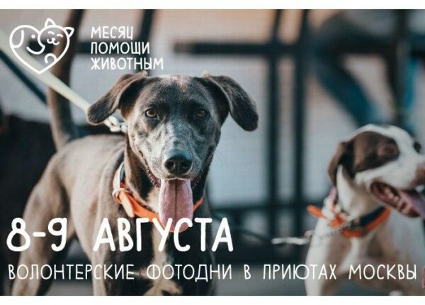 8 и 9 августа московских приютах для животных пройдут волонтерские «фотодни»