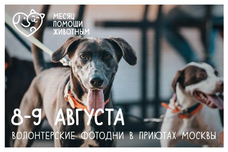 Фотография: 8 и 9 августа московских приютах для животных пройдут волонтерские 