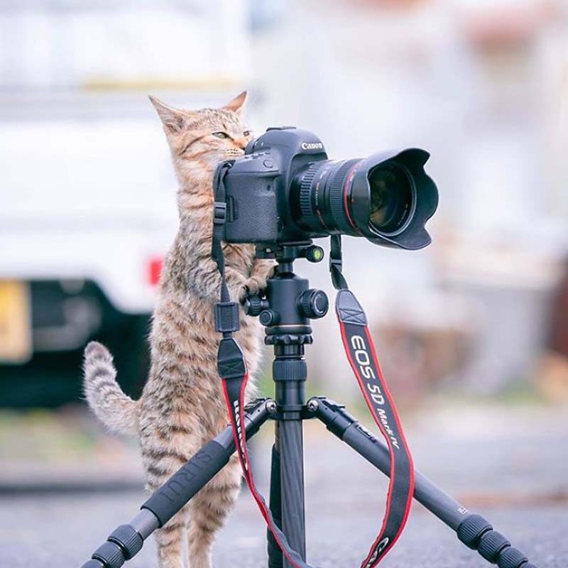 Фотография: Котята и фотоаппараты: милая фотосерия фотографа из Японии №12 - BigPicture.ru