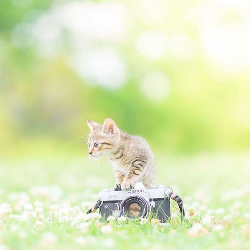 Фотография: Котята и фотоаппараты: милая фотосерия фотографа из Японии №13 - BigPicture.ru