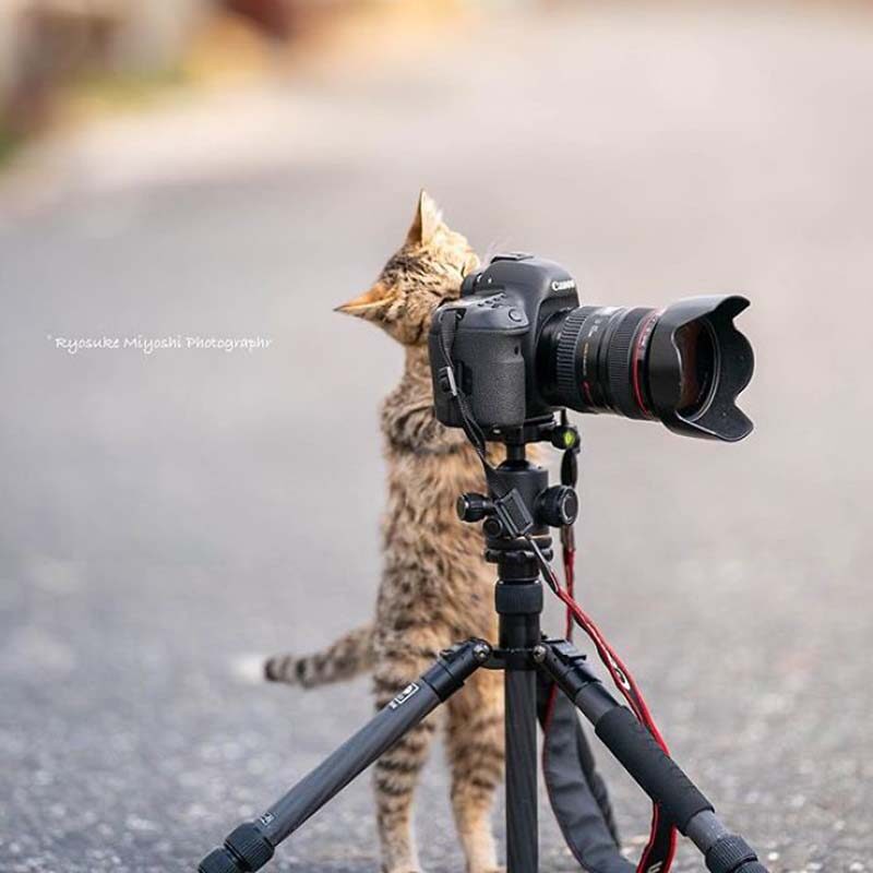 Фотография: Котята и фотоаппараты: милая фотосерия фотографа из Японии №14 - BigPicture.ru