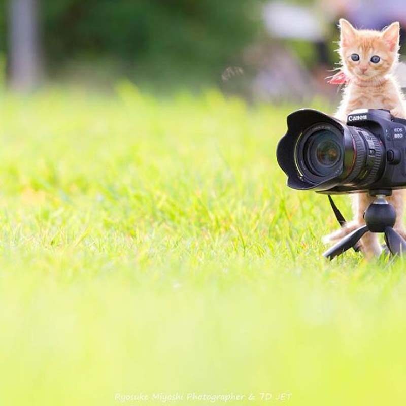 Фотография: Котята и фотоаппараты: милая фотосерия фотографа из Японии №16 - BigPicture.ru