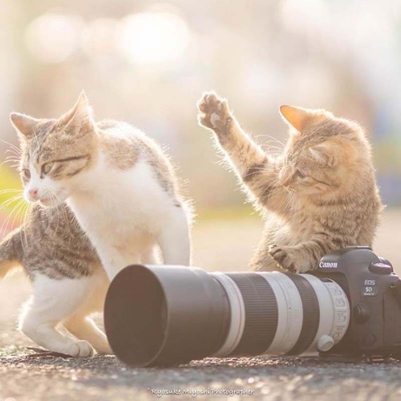 Фотография: Котята и фотоаппараты: милая фотосерия фотографа из Японии №4 - BigPicture.ru