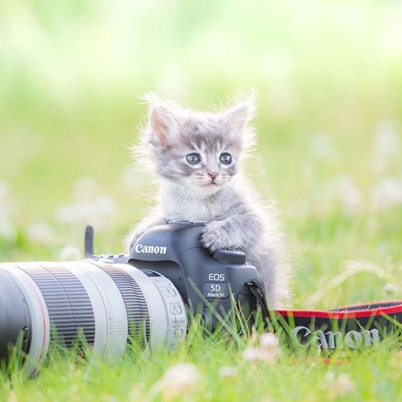 Фотография: Котята и фотоаппараты: милая фотосерия фотографа из Японии №5 - BigPicture.ru