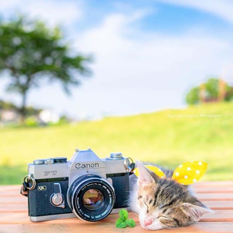 Фотография: Котята и фотоаппараты: милая фотосерия фотографа из Японии №6 - BigPicture.ru