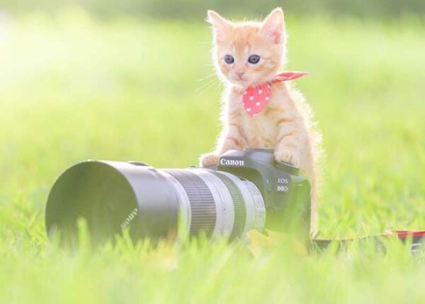 Котята и фотоаппараты: милая фотосерия фотографа из Японии