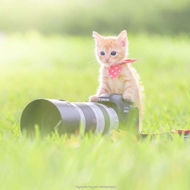 Фотография: Котята и фотоаппараты: милая фотосерия фотографа из Японии №7 - BigPicture.ru