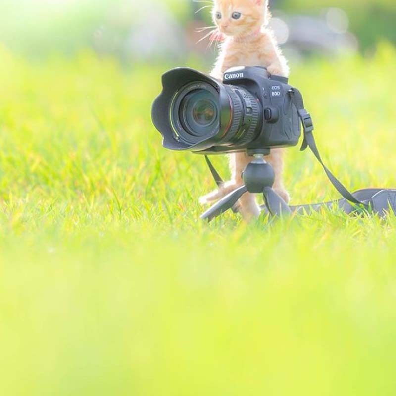 Фотография: Котята и фотоаппараты: милая фотосерия фотографа из Японии №8 - BigPicture.ru