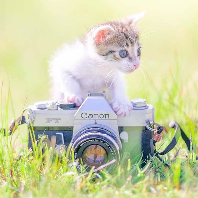 Фотография: Котята и фотоаппараты: милая фотосерия фотографа из Японии №9 - BigPicture.ru