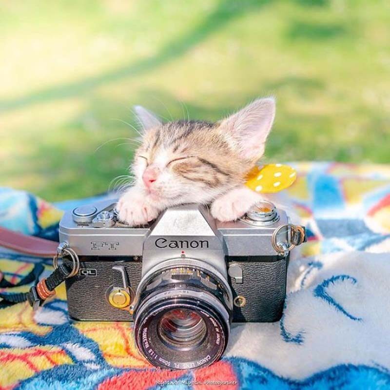 Фотография: Котята и фотоаппараты: милая фотосерия фотографа из Японии №10 - BigPicture.ru
