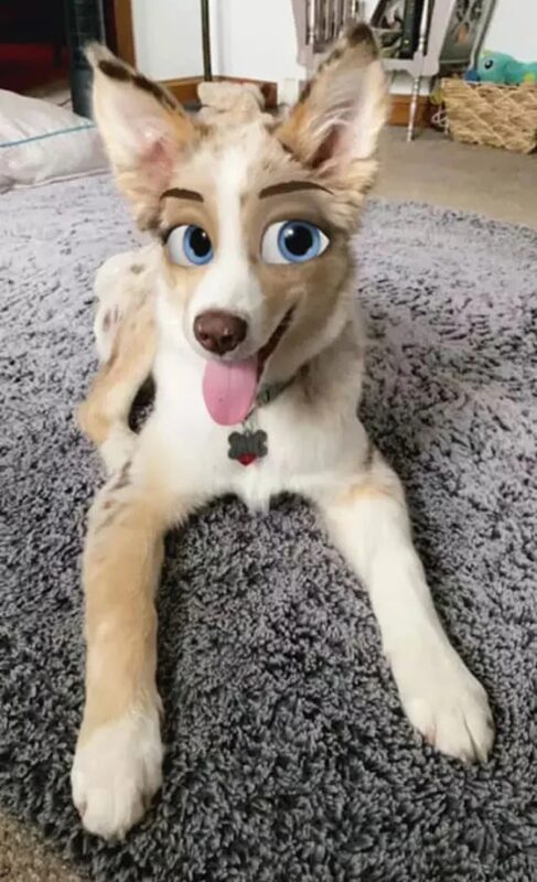 Фотография: Snapchat добавил новый фильтр Cartoon Face, который делает собак похожими на персонажей Диснея №9 - BigPicture.ru