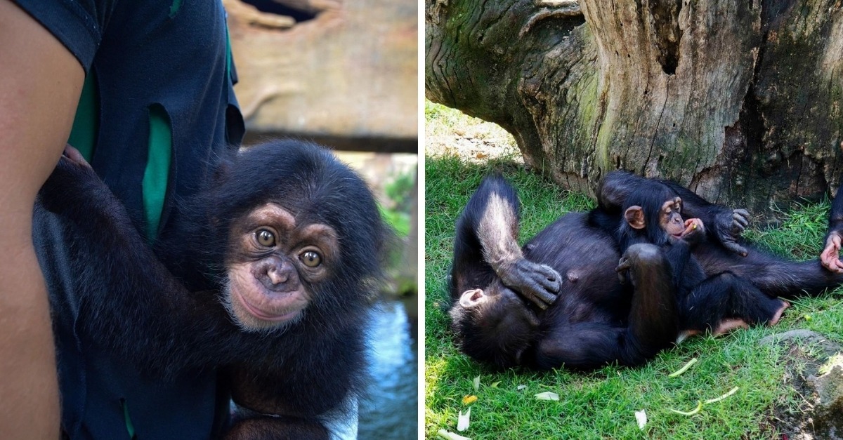 Фотография: Мягкая игрушка заменила маленькому шимпанзе мать, когда настоящая его бросила №5 - BigPicture.ru