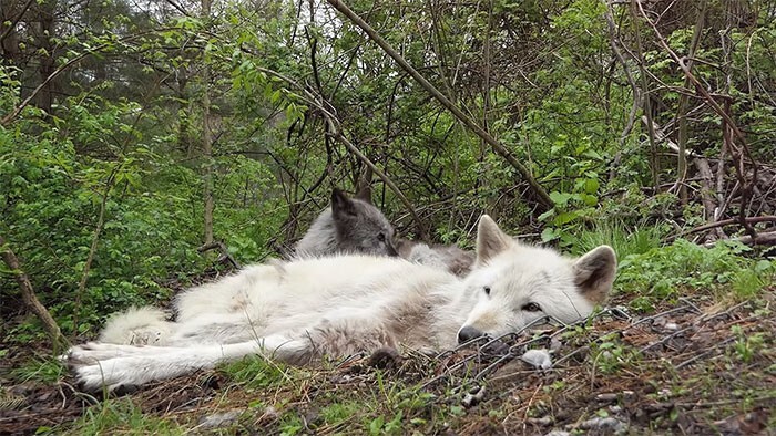 Фотография: Как ведут себя самые ленивые волки в мире №3 - BigPicture.ru