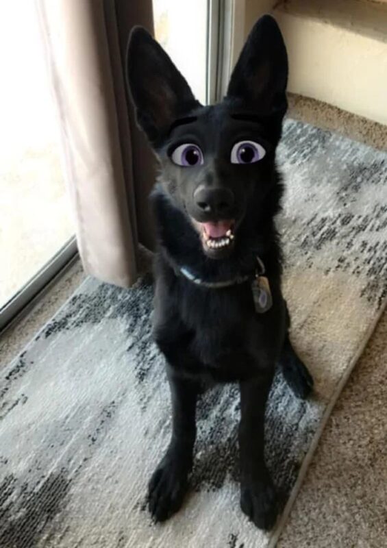 Фотография: Snapchat добавил новый фильтр Cartoon Face, который делает собак похожими на персонажей Диснея №15 - BigPicture.ru
